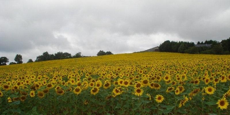 Tournesol