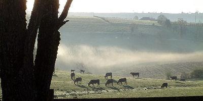 Vaches dans la brume