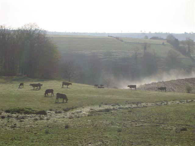 veau dans la brûme